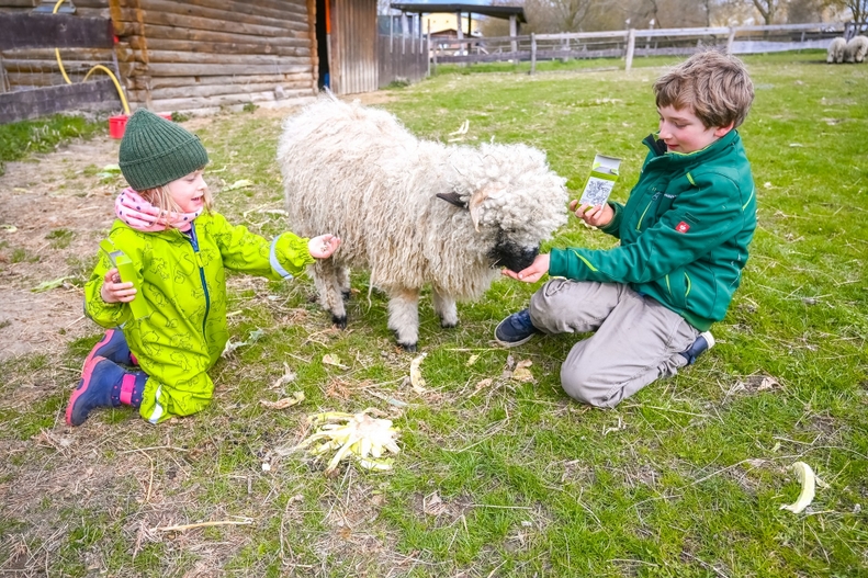 Naturerlebnis Uckermark Schafe füttern